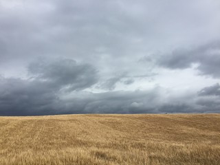 corn field storm sky
