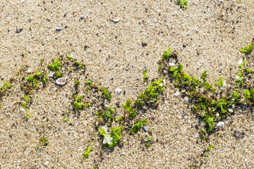 Sandy background