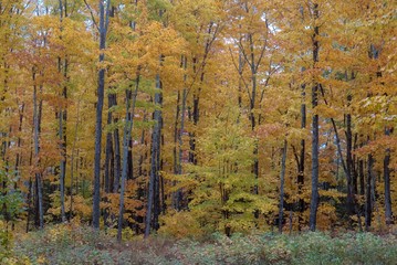 Beautiful Golden Autumn Forest in Upper Peninsula of Michigan