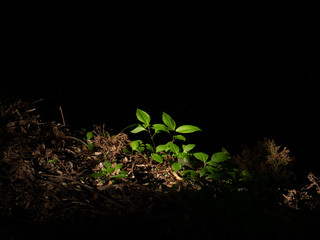 green plant on black background