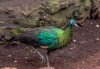 Fototapeta premium Metallic Hued Plumage on a Peacock Foraging on the Ground