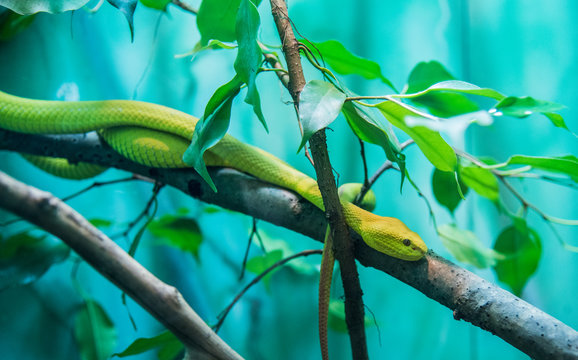 Green Serpent