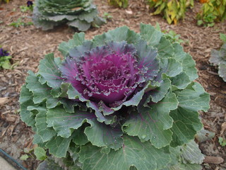 Obraz premium Botanical Garden