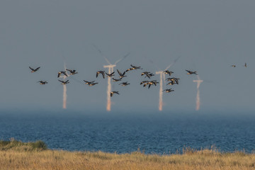 Windpark auf dem meer
