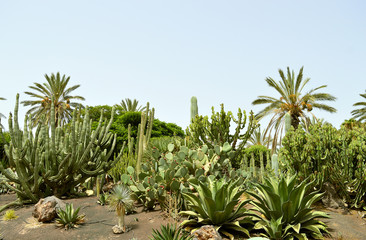 Cactus garden in La Oliva
