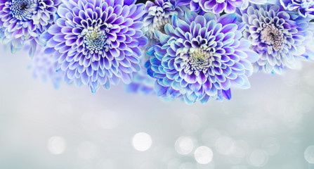 fresh blue chrysanthemum flowers border on gray background banner with light beams