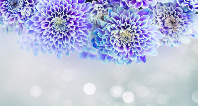 Fototapeta fresh blue chrysanthemum flowers border on gray background banner with light beams