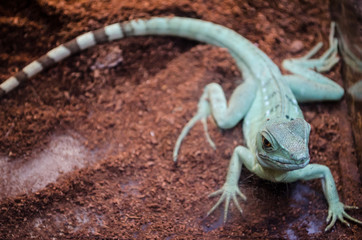 Green Lizard Agama with striped tail stares through the glass in the Kiev zoo