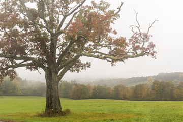 Red Maple Misty Mountains