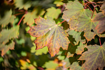 Fototapeta na wymiar Autumn leaf