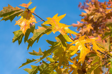 Yellow maple leaves against the background of bright blue sky. Natural autumn background close-up. Yellow, gold and green fall maple leavs.