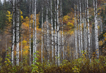 White bark stands out against the colorful fall foliage