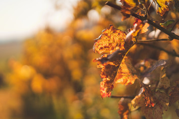 Einzelnes Weinblatt in Herbstfarben