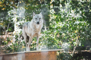 Grauer Timberwolf im Wald