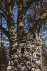 Castle ruin walls in front of a tree