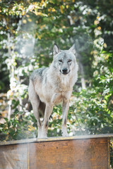 Grauer Timberwolf im Wald