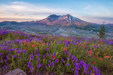 Naklejka na ściany i meble Mt St Helens with wildflowers at sunrise