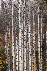 White bark stands out against the colorful fall foliage