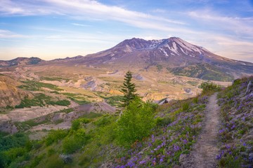 Hiking trails in spring at Mt St Helens