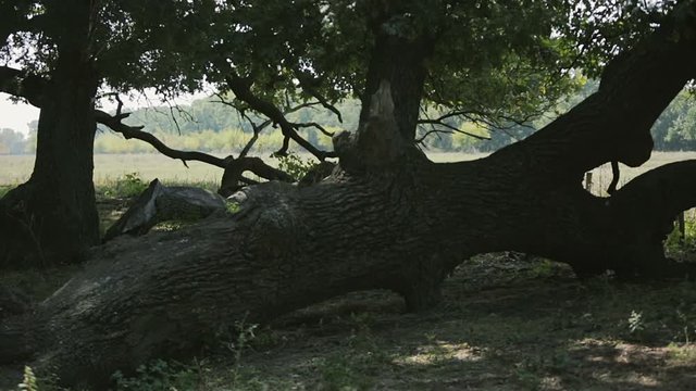 Very old oak trees from Letea village, in the Danube Delta area, Romania, cca 2014.