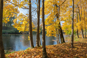 Яркие золотистые клены стоящие около реки. Золотая осень.