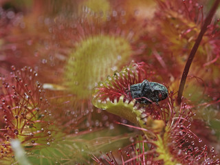 Headless in the trap, Kopflos in der Falle