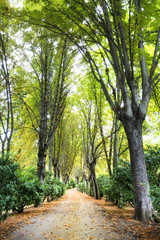 ÁRBOLES A CONTRALUZ EN EL PARQUE