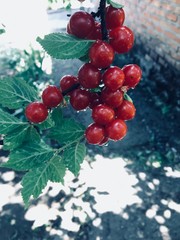 berries of red currant on branch