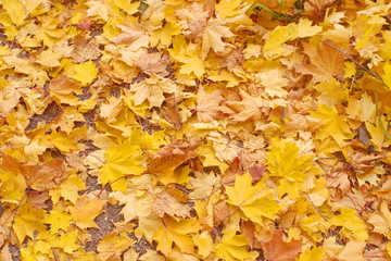 Yellow fallen maple leaves on the sand.