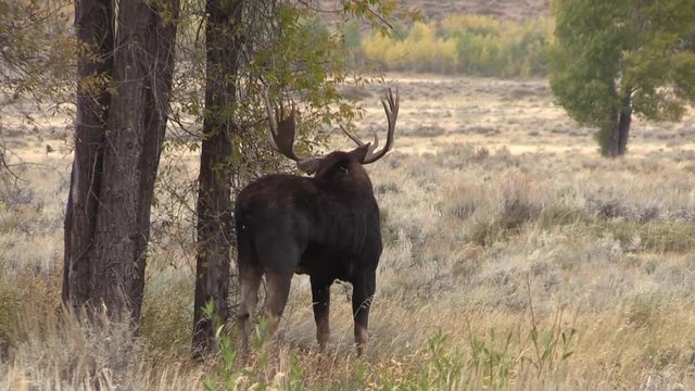 Rutting Bull Moose in Autumn in Wyoming