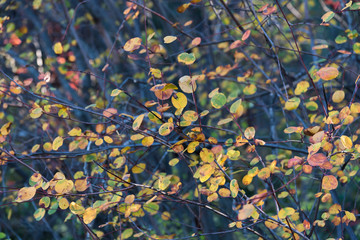 Yellow autumn leaves on branches full frame background