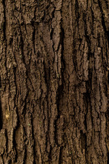 Rough Bark Texture