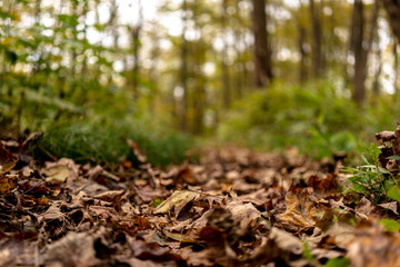 Close Up Fall Leaves