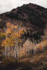 Fall foliage in the Colorado mountains. 