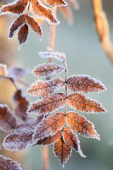 Yellowed leaves covered with frost, early morning, first frost