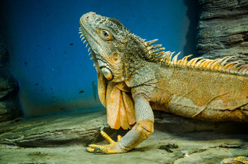Green big Iguana with a sharp ridge in the Kiev zoo