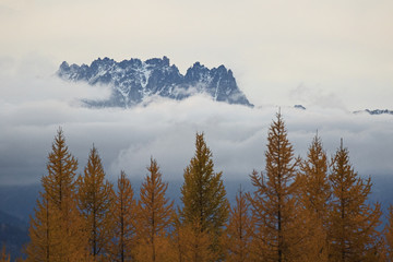 Larch trees are the star of the alpine forest in Washington State