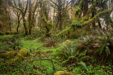Fototapeta premium Maple Forest