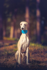 Whippet dog in turquoise collar sitting on the ground on forest background and looking at the camera