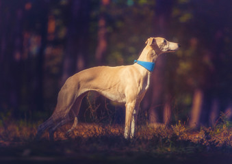 Whippet dog in turquoise collar stays on forest background