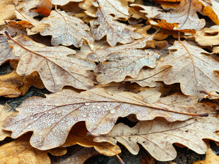 Wet oak leaves lying on ground. Yellow fallen leaves covered with dew, top view. Late autumn, foliage, dew concept.Texture of oak leaves covered by dew drops