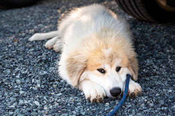 Cute Great Pyrenees puppy laying down in a gravel parking lot resting in the shade, on a blue leash

