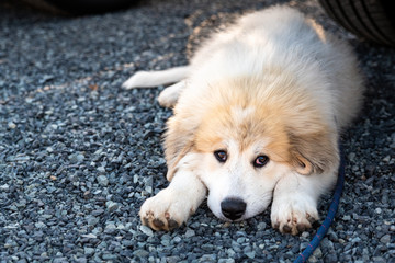 Cute Great Pyrenees puppy laying down in a gravel parking lot resting in the shade, on a blue leash
