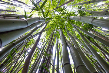 Fototapeta na wymiar Bamboo Forest