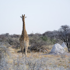 Girafe 