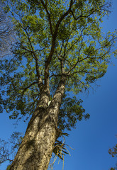 Fototapeta na wymiar Bottom view up the trees. Trees of Brazil 