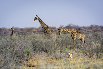 Girafe 
