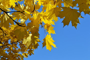 Fototapeta na wymiar Maple branch with yellow leaves against a clear sky