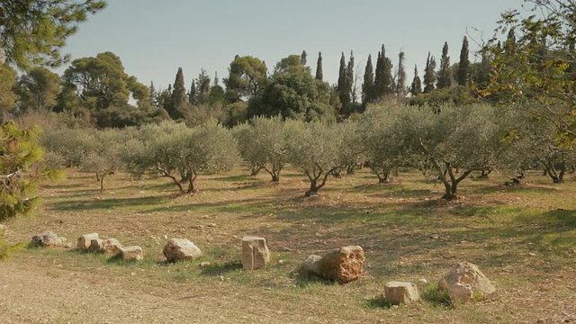 Olives trees in the Garden of Gethsemane, Jerusalem. Israel, cca. 2015