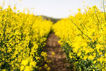 Obraz premium Flowering rapeseed. Country road across rape field. Spring background. Canola or colza with dirt road. blooming rape or Brassica napus. Springtime and summer border